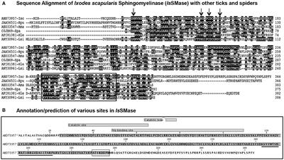 Tick-Borne Flavivirus Inhibits Sphingomyelinase (IsSMase), a Venomous Spider Ortholog to Increase Sphingomyelin Lipid Levels for Its Survival in Ixodes scapularis Ticks